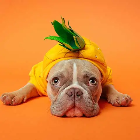 Pets Unleashed