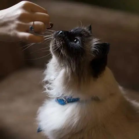 Pets Unleashed