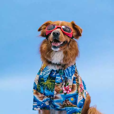 Pets Unleashed